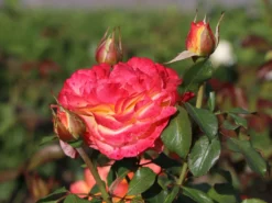 Edelrose 'Flaming Star' ® -Deutschland Garten Funk Verkaufs-Shop edelrose flaming star m120636 w 7