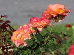 Edelrose 'Flaming Star' ® -Deutschland Garten Funk Verkaufs-Shop edelrose flaming star m120636 w 8