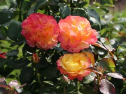 Edelrose 'Flaming Star' ® -Deutschland Garten Funk Verkaufs-Shop edelrose flaming star m120636 w 9