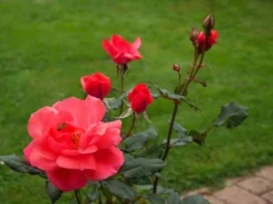 Edelrose 'Focus' ® -Deutschland Garten Funk Verkaufs-Shop edelrose focus m006002 1341765 0