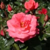 Edelrose 'Focus' ®