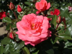 Edelrose 'Focus' ®