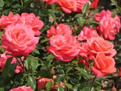 Edelrose 'Focus' ® -Deutschland Garten Funk Verkaufs-Shop edelrose focus m006002 w 0