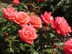 Edelrose 'Focus' ® -Deutschland Garten Funk Verkaufs-Shop edelrose focus m006002 w 3