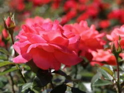 Edelrose 'Focus' ® -Deutschland Garten Funk Verkaufs-Shop edelrose focus m006002 w 4
