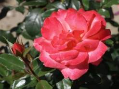 Edelrose 'Focus' ® -Deutschland Garten Funk Verkaufs-Shop edelrose focus m006002 w 5