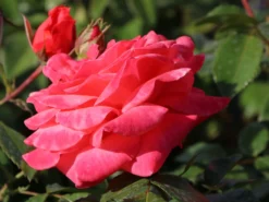 Edelrose 'Focus' ® -Deutschland Garten Funk Verkaufs-Shop edelrose focus m006002 w 8