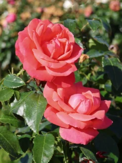 Edelrose 'Focus' ® -Deutschland Garten Funk Verkaufs-Shop edelrose focus m006002 w 9