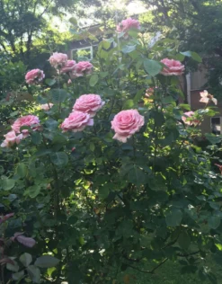 Edelrose 'Frederic Mistral' ® -Deutschland Garten Funk Verkaufs-Shop edelrose frederic mistral m002970 103281 0