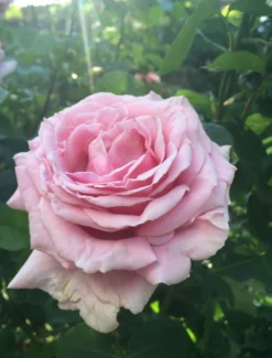 Edelrose 'Frederic Mistral' ® -Deutschland Garten Funk Verkaufs-Shop edelrose frederic mistral m002970 103281 1