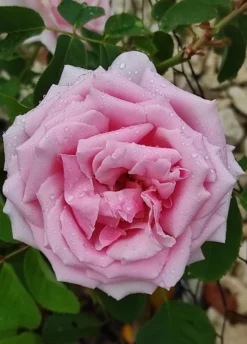 Edelrose 'Frederic Mistral' ® -Deutschland Garten Funk Verkaufs-Shop edelrose frederic mistral m002970 1385065 0