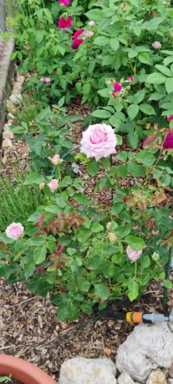 Edelrose 'Frederic Mistral' ® -Deutschland Garten Funk Verkaufs-Shop edelrose frederic mistral m002970 1385065 2