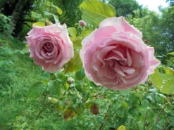 Edelrose 'Frederic Mistral' ® -Deutschland Garten Funk Verkaufs-Shop edelrose frederic mistral m002970 401538 0