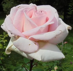 Edelrose 'Frederic Mistral' ® -Deutschland Garten Funk Verkaufs-Shop edelrose frederic mistral m002970 430730 0