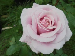 Edelrose 'Frederic Mistral' ® -Deutschland Garten Funk Verkaufs-Shop edelrose frederic mistral m002970 430730 1