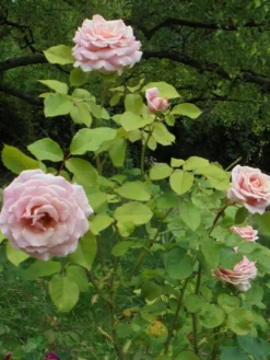 Edelrose 'Frederic Mistral' ® -Deutschland Garten Funk Verkaufs-Shop edelrose frederic mistral m002970 430730 2