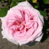 Edelrose 'Frederic Mistral' ®
