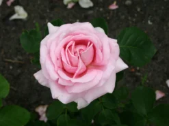 Edelrose 'Frederic Mistral' ® -Deutschland Garten Funk Verkaufs-Shop edelrose frederic mistral m002970 w 1