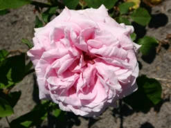 Edelrose 'Frederic Mistral' ® -Deutschland Garten Funk Verkaufs-Shop edelrose frederic mistral m002970 w 2