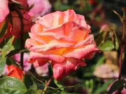 Edelrose 'Frohsinn' ® 19 Edelrose 'Frohsinn' ® -Deutschland Garten Funk Verkaufs-Shop edelrose frohsinn 82 m005894 w 0