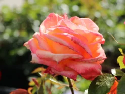 Edelrose 'Frohsinn' ® 13 Edelrose 'Frohsinn' ® -Deutschland Garten Funk Verkaufs-Shop edelrose frohsinn 82 m005894 w 1