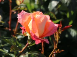 Edelrose 'Frohsinn' ® 15 Edelrose 'Frohsinn' ® -Deutschland Garten Funk Verkaufs-Shop edelrose frohsinn 82 m005894 w 3
