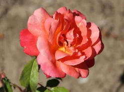 Edelrose 'Frohsinn' ® 17 Edelrose 'Frohsinn' ® -Deutschland Garten Funk Verkaufs-Shop edelrose frohsinn m005894 w 0
