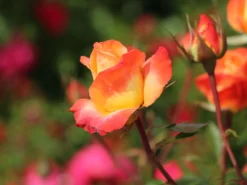 Edelrose 'Frohsinn' ® 18 Edelrose 'Frohsinn' ® -Deutschland Garten Funk Verkaufs-Shop edelrose frohsinn m005894 w 1