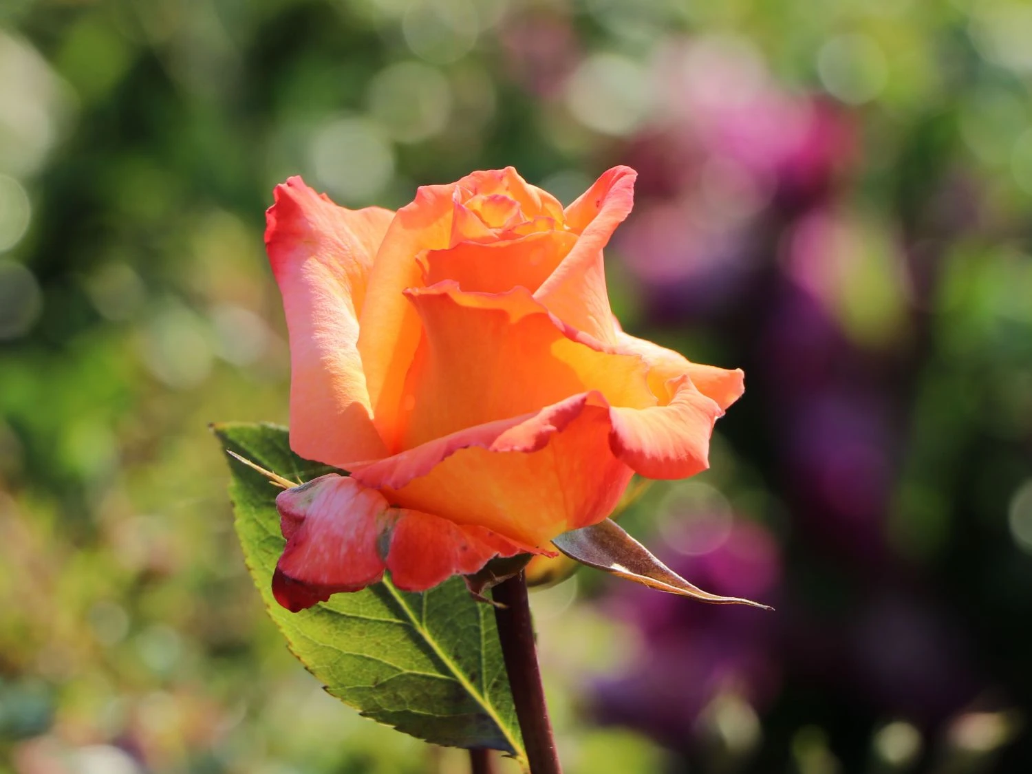 Edelrose 'Frohsinn' ® 4 Edelrose 'Frohsinn' ® – Bild 4