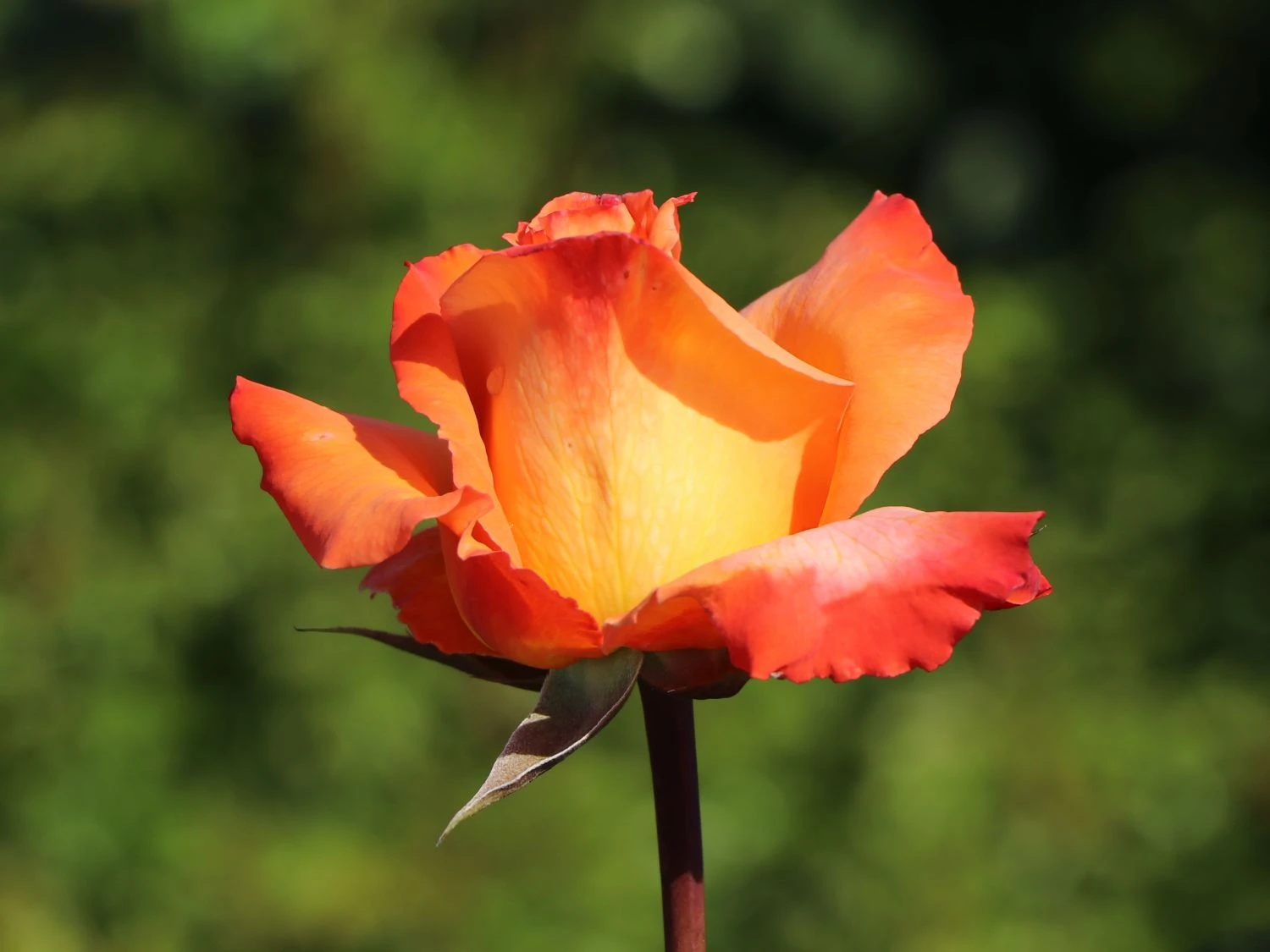 Edelrose 'Frohsinn' ® 6 Edelrose 'Frohsinn' ® – Bild 6