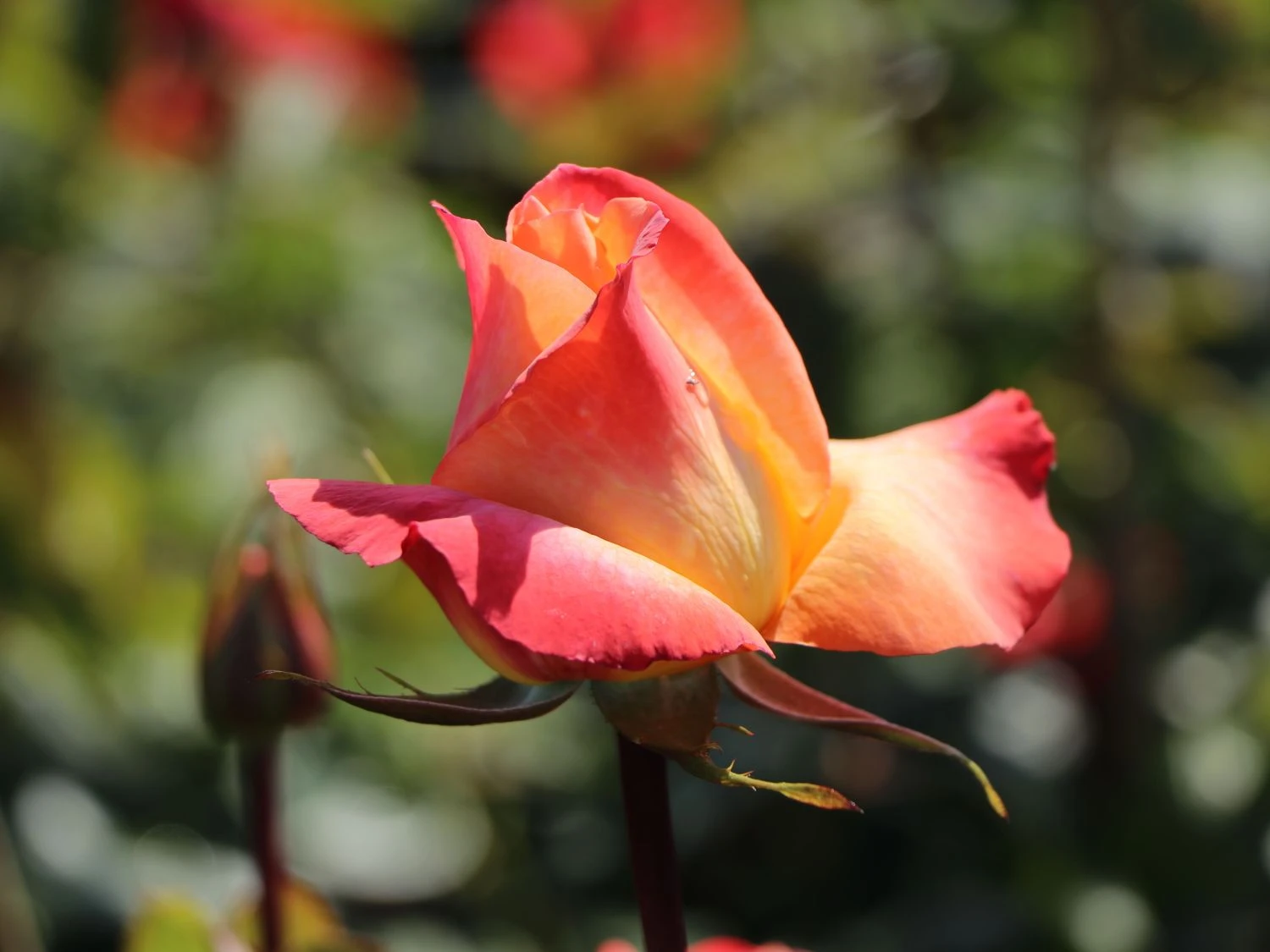 Edelrose 'Frohsinn' ® 2 Edelrose 'Frohsinn' ® – Bild 2