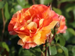 Edelrose 'Fruite' ® -Deutschland Garten Funk Verkaufs-Shop edelrose fruite m002976 w 0