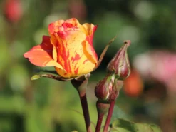 Edelrose 'Fruite' ® -Deutschland Garten Funk Verkaufs-Shop edelrose fruite m002976 w 1