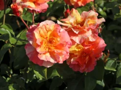 Edelrose 'Fruite' ® -Deutschland Garten Funk Verkaufs-Shop edelrose fruite m002976 w 11