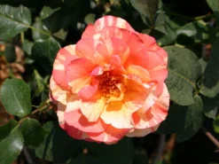 Edelrose 'Fruite' ® -Deutschland Garten Funk Verkaufs-Shop edelrose fruite m002976 w 2