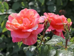 Edelrose 'Fruite' ® -Deutschland Garten Funk Verkaufs-Shop edelrose fruite m002976 w 3