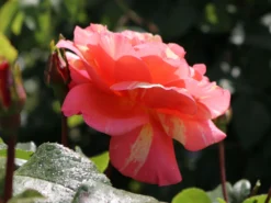 Edelrose 'Fruite' ® -Deutschland Garten Funk Verkaufs-Shop edelrose fruite m002976 w 4