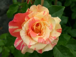 Edelrose 'Fruite' ® -Deutschland Garten Funk Verkaufs-Shop edelrose fruite m002976 w 5