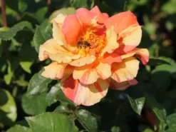 Edelrose 'Fruite' ® -Deutschland Garten Funk Verkaufs-Shop edelrose fruite m002976 w 6