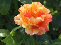 Edelrose 'Fruite' ® -Deutschland Garten Funk Verkaufs-Shop edelrose fruite m002976 w 7