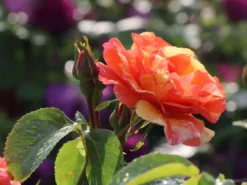 Edelrose 'Fruite' ® -Deutschland Garten Funk Verkaufs-Shop edelrose fruite m002976 w 8