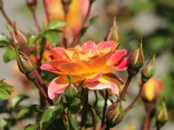 Edelrose 'Fruite' ® -Deutschland Garten Funk Verkaufs-Shop edelrose fruite m002976 w 9