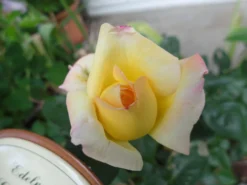 Edelrose 'Gloria Dei' / 'Peace' -Deutschland Garten Funk Verkaufs-Shop edelrose gloria dei m002994 433422 0