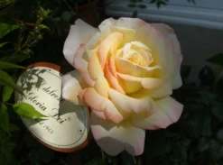 Edelrose 'Gloria Dei' / 'Peace' -Deutschland Garten Funk Verkaufs-Shop edelrose gloria dei m002994 433422 1