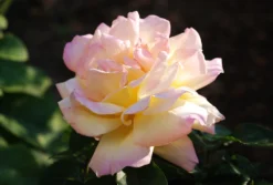 Edelrose 'Gloria Dei' / 'Peace' -Deutschland Garten Funk Verkaufs-Shop edelrose gloria dei m002994 490429 0