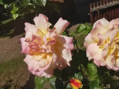 Edelrose 'Gloria Dei' / 'Peace' -Deutschland Garten Funk Verkaufs-Shop edelrose gloria dei peace m002994 1147446 0