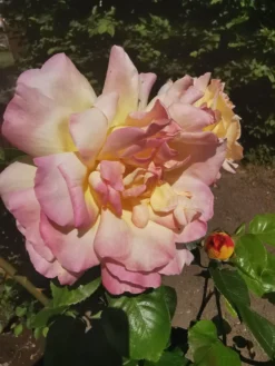 Edelrose 'Gloria Dei' / 'Peace' -Deutschland Garten Funk Verkaufs-Shop edelrose gloria dei peace m002994 1147446 1