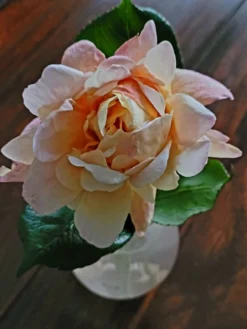 Edelrose 'Gloria Dei' / 'Peace' -Deutschland Garten Funk Verkaufs-Shop edelrose gloria dei peace m002994 1449854 0