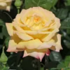 Edelrose 'Gloria Dei' / 'Peace'