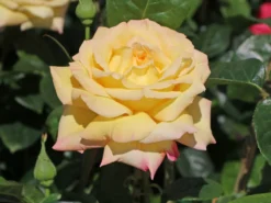 Edelrose 'Gloria Dei' / 'Peace'